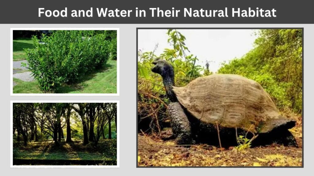 Food and Water in Their Natural Habitat