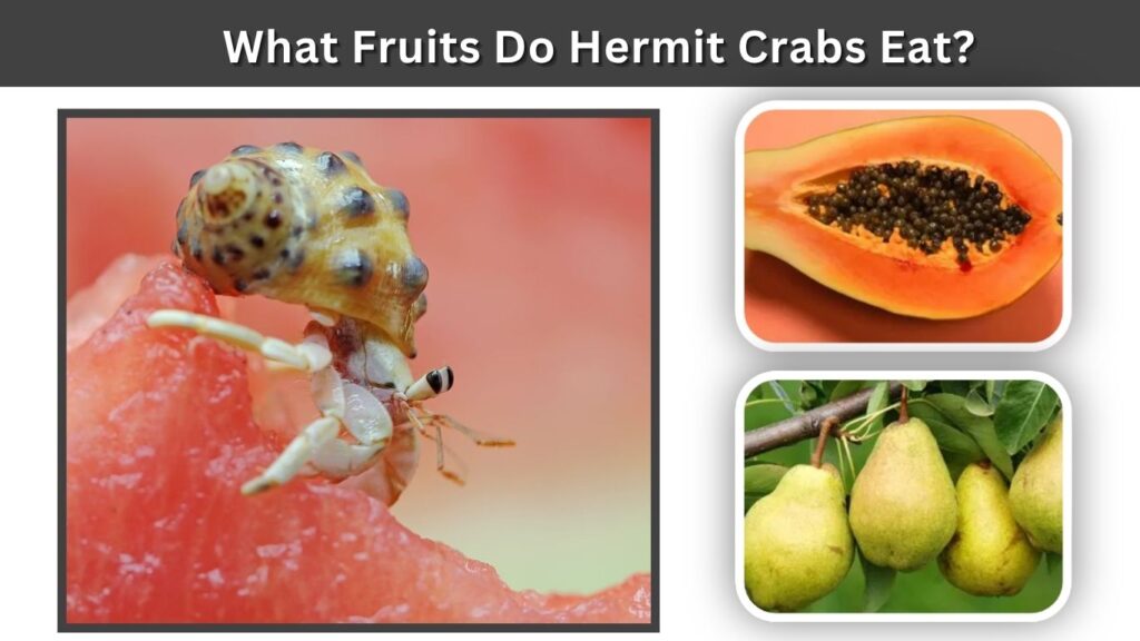 What Fruits Do Hermit Crabs Eat?