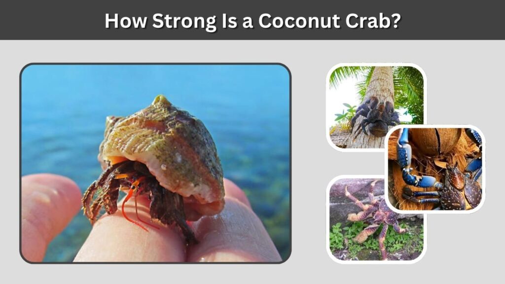 How Strong Is a Coconut Crab?