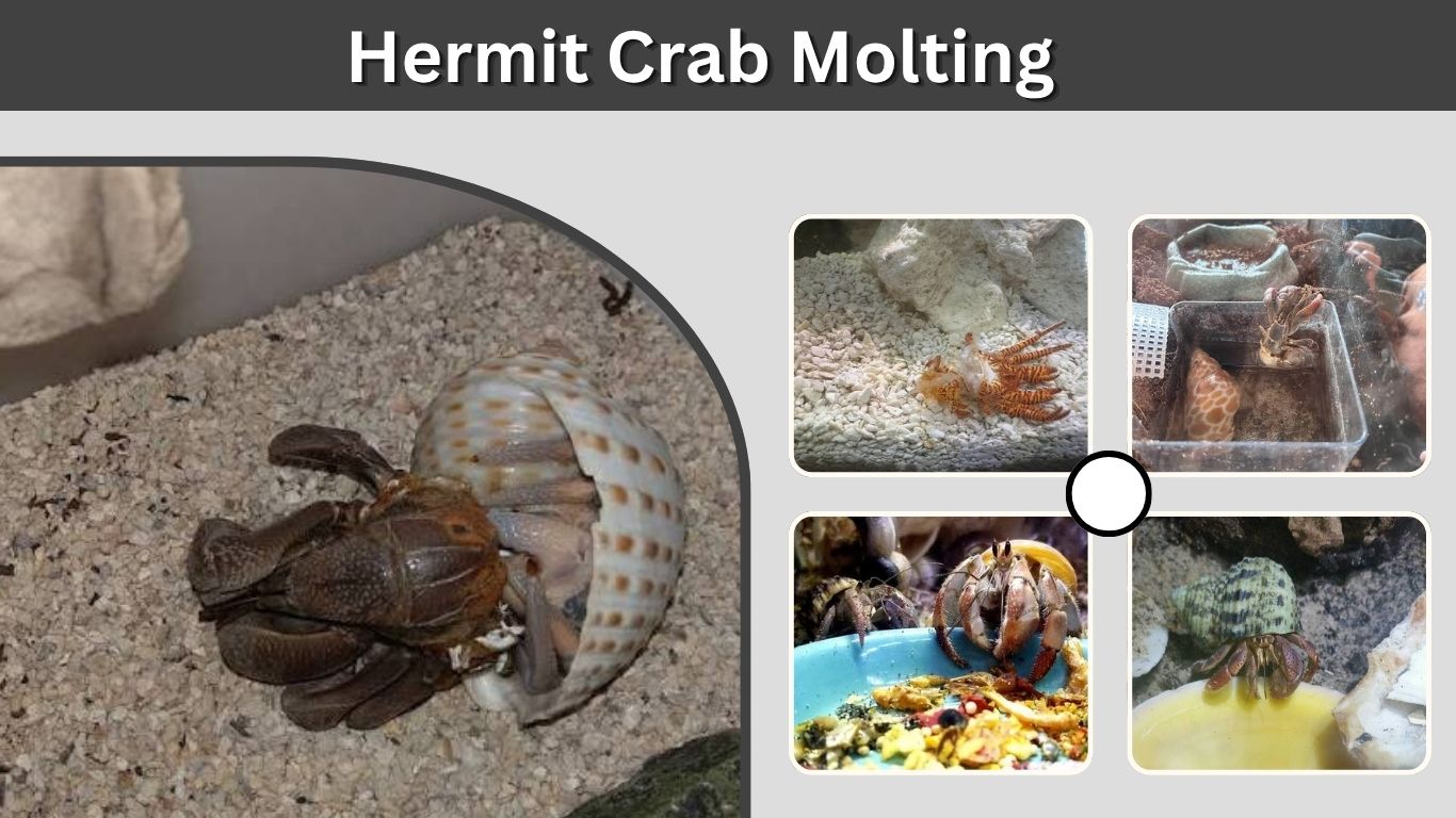 Hermit Crab Molting: Signs, Stages, Time and Care