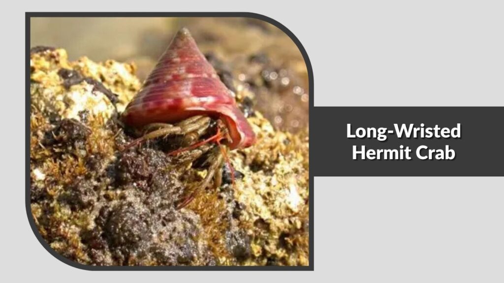 Long-Wristed Hermit Crab