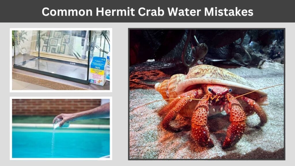 Common Hermit Crab Water Mistakes