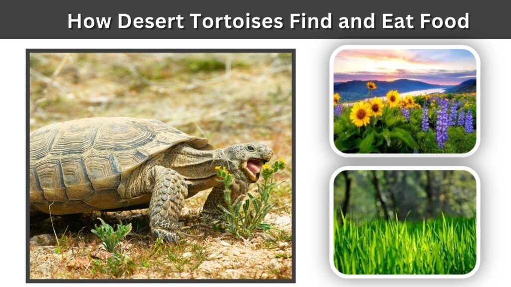 How Desert Tortoises Find and Eat Food