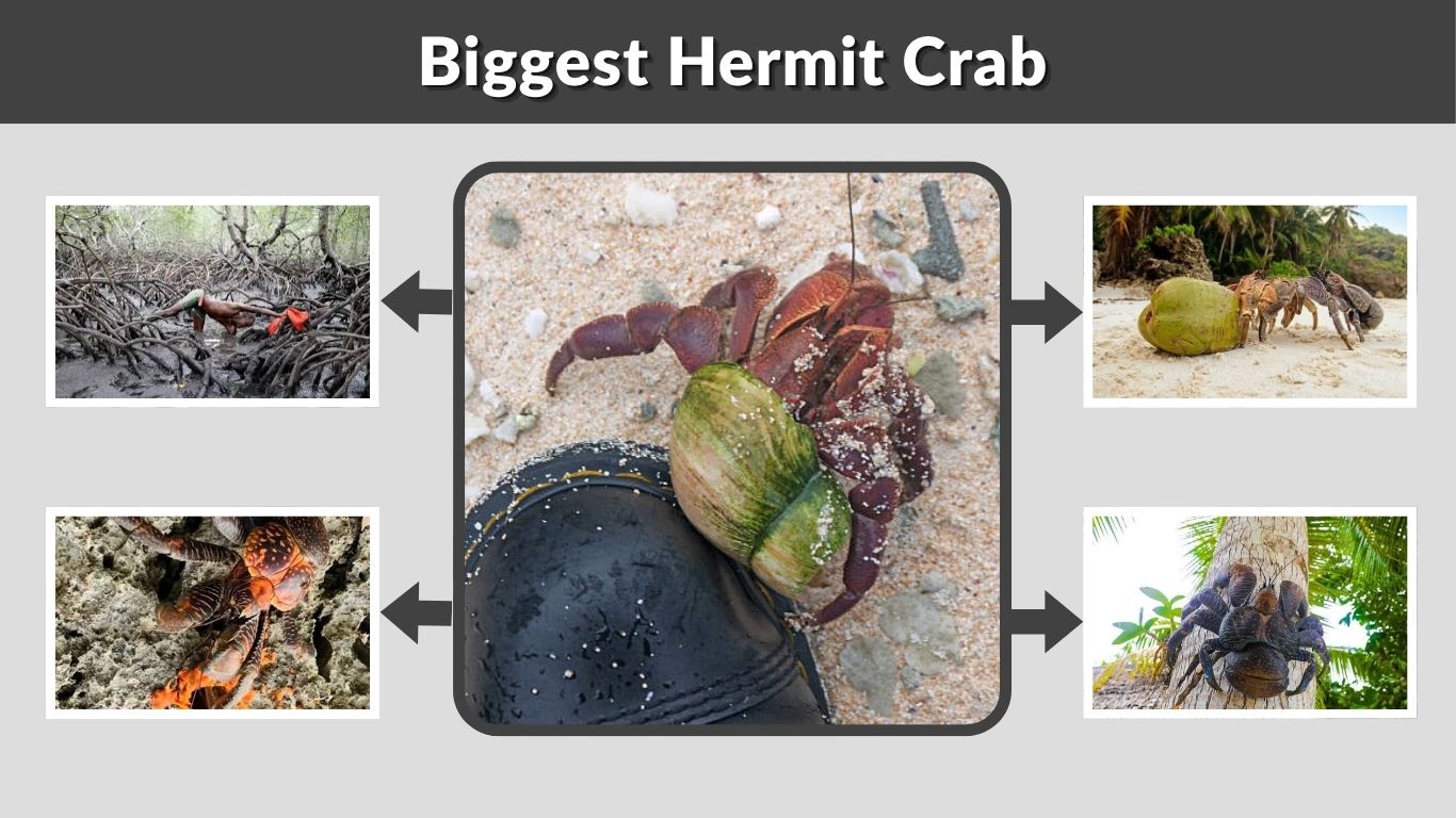 Biggest Hermit Crab: Size, Weight and Facts