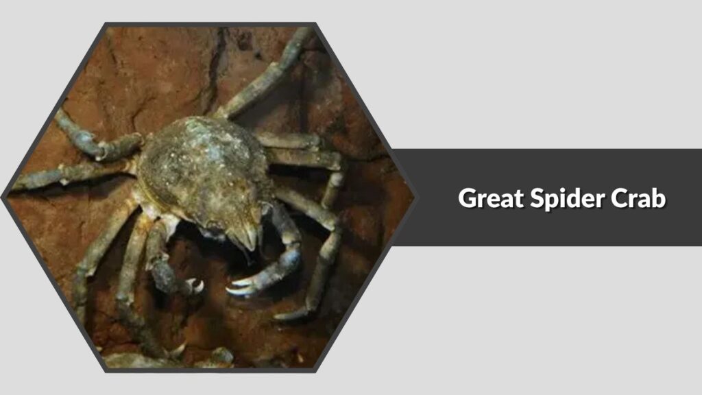4. Great Spider Crab (Hyas araneus)