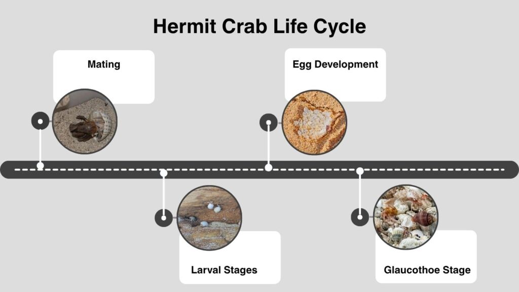 Hermit Crab Life Cycle