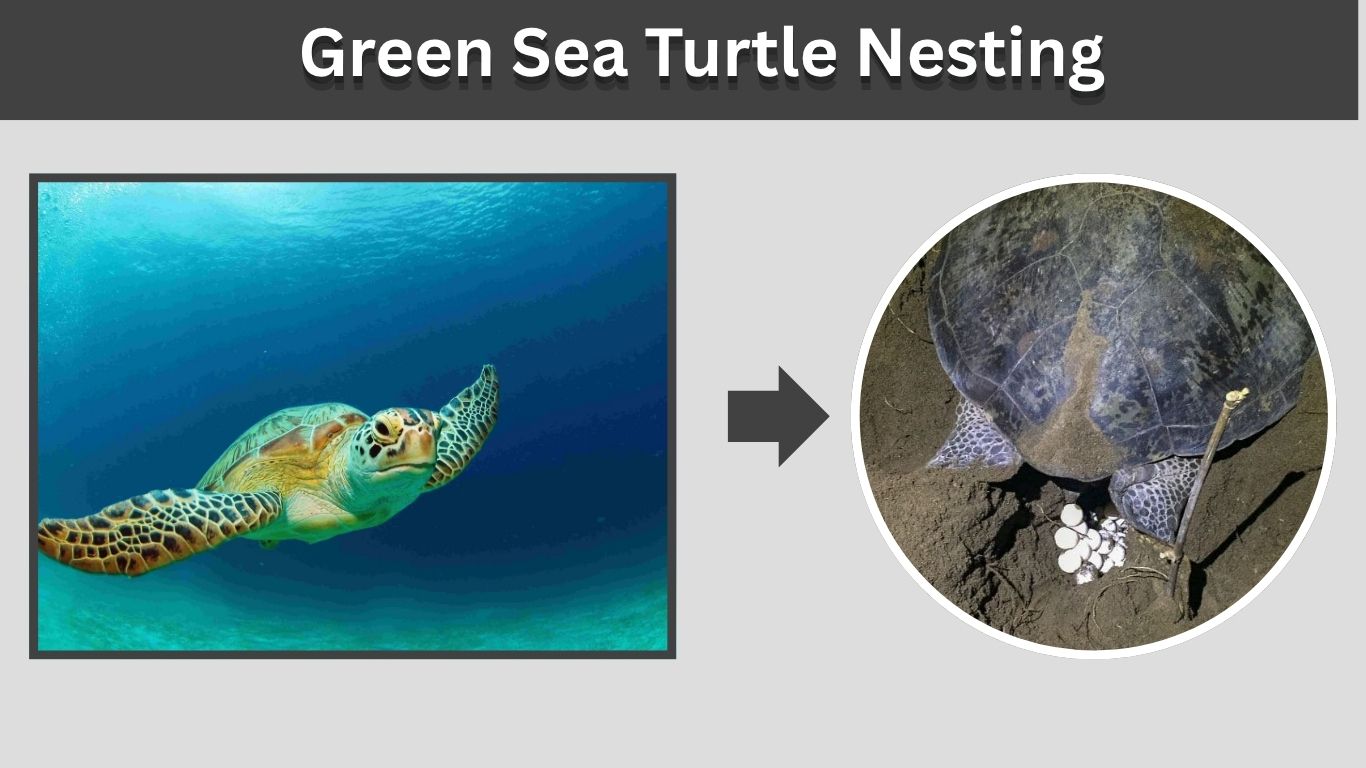 Green Sea Turtle Nesting: Season, Sites, Eggs, and Survival