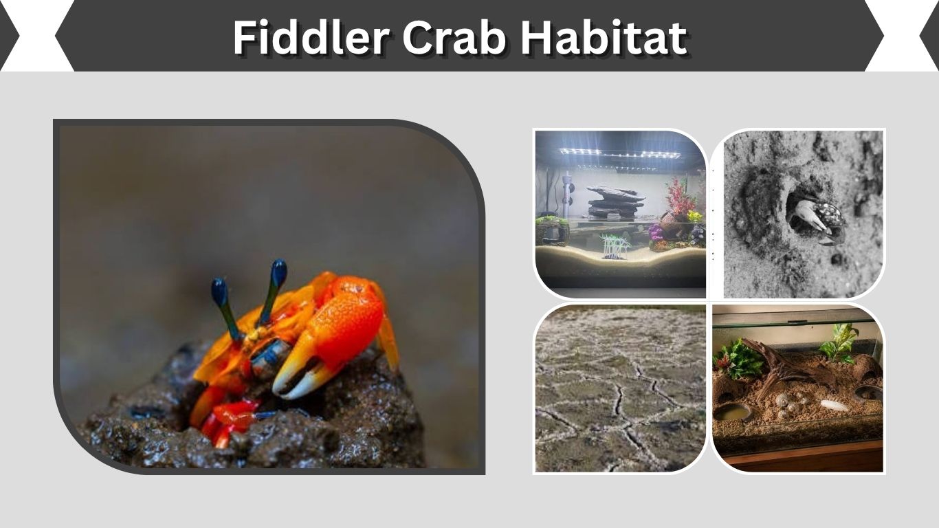 Fiddler Crab Habitat: Wild and Aquarium Setup Guide