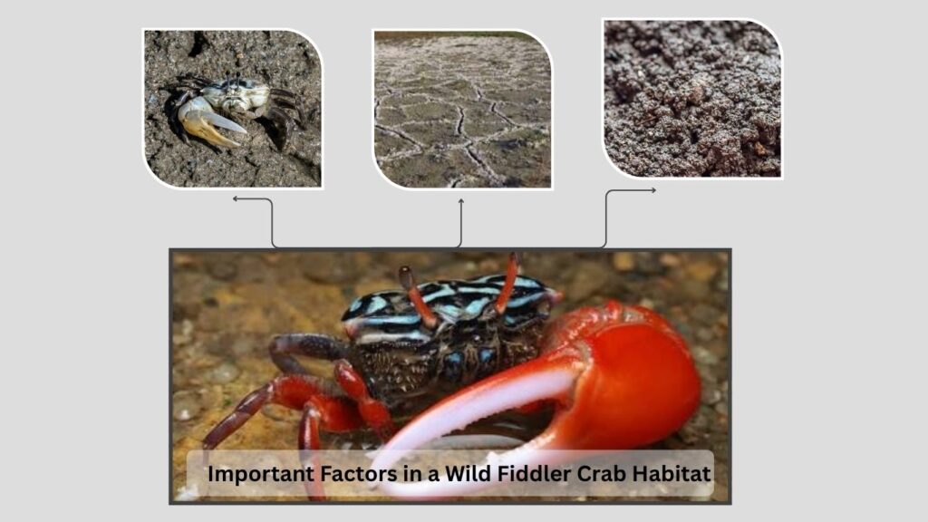 Important Factors in a Wild Fiddler Crab Habitat