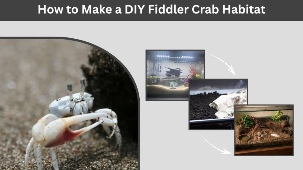 How to Make a DIY Fiddler Crab Habitat