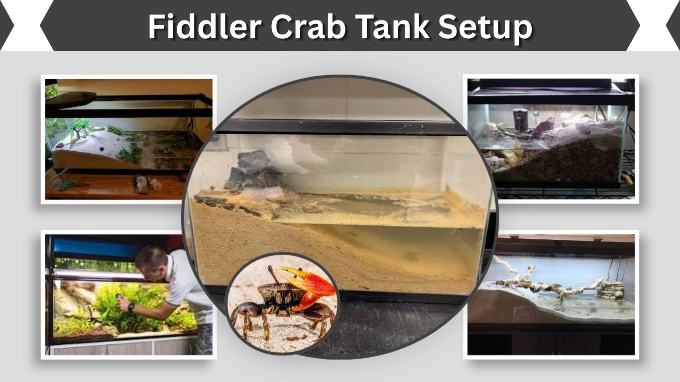 Fiddler Crab Tank Setup: Size, Water, Land, and Care