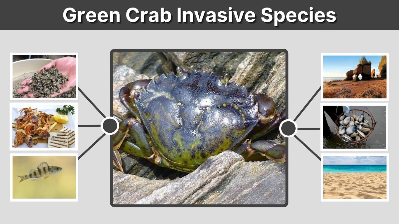 Green Crab Invasive Species: Causes, Impacts, and Control