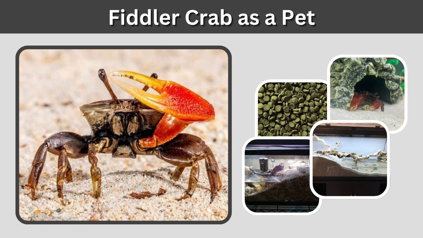 Fiddler Crab as a Pet: Care, Tank Setup, Diet, and Lifespan