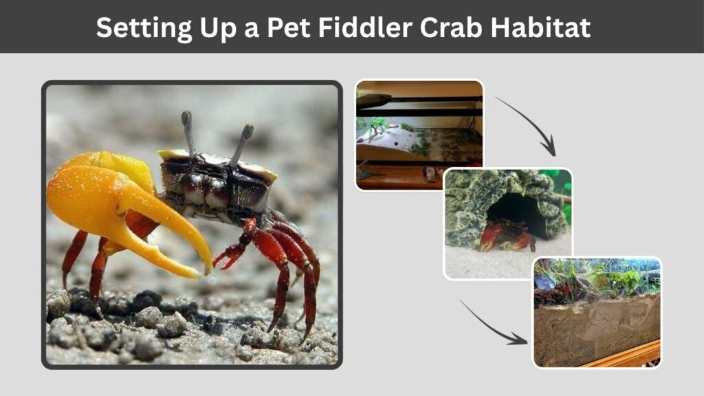 Setting Up a Pet Fiddler Crab Habitat