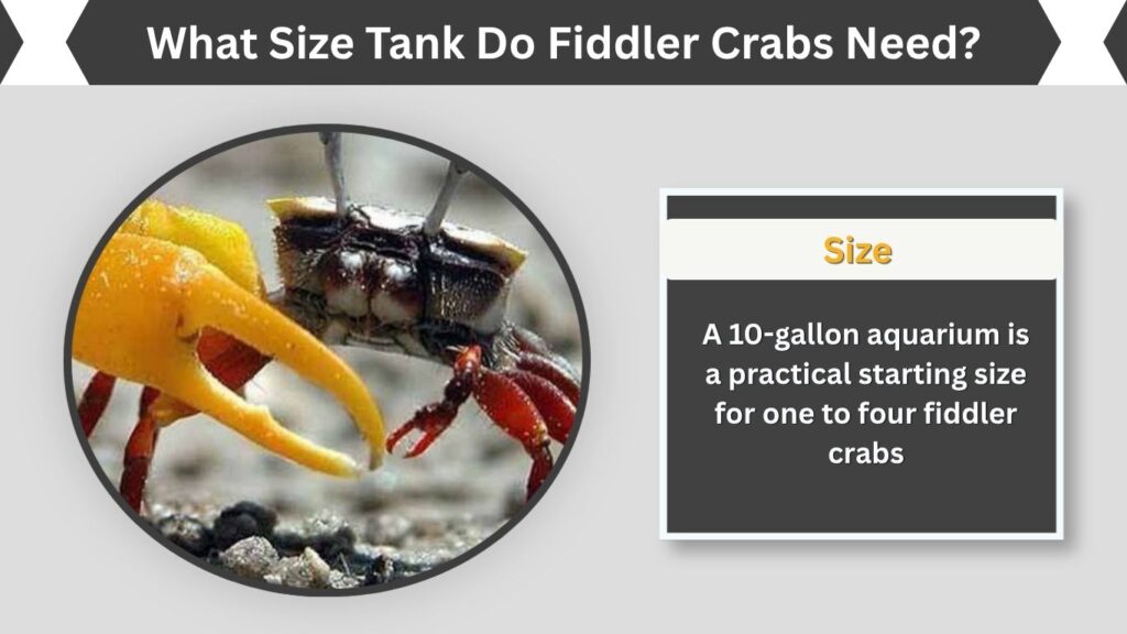 What Size Tank Do Fiddler Crabs Need?