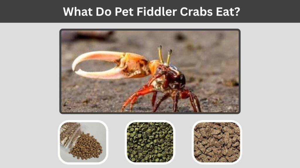 What Do Pet Fiddler Crabs Eat?