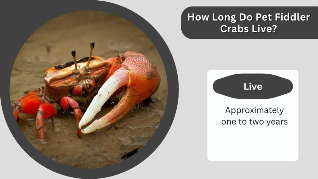 How Long Do Pet Fiddler Crabs Live?