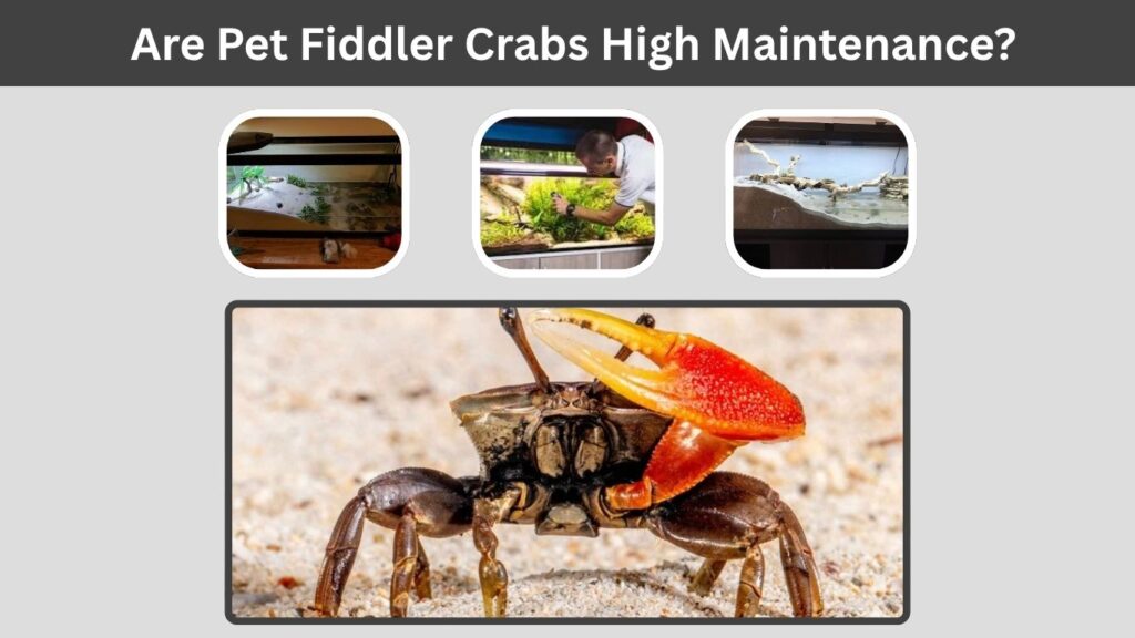Are Pet Fiddler Crabs High Maintenance?