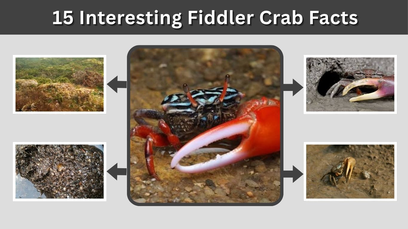 15 Interesting Fiddler Crab Facts You Should Know
