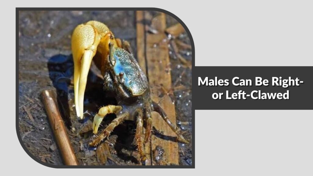  Males Can Be Right- or Left-Clawed