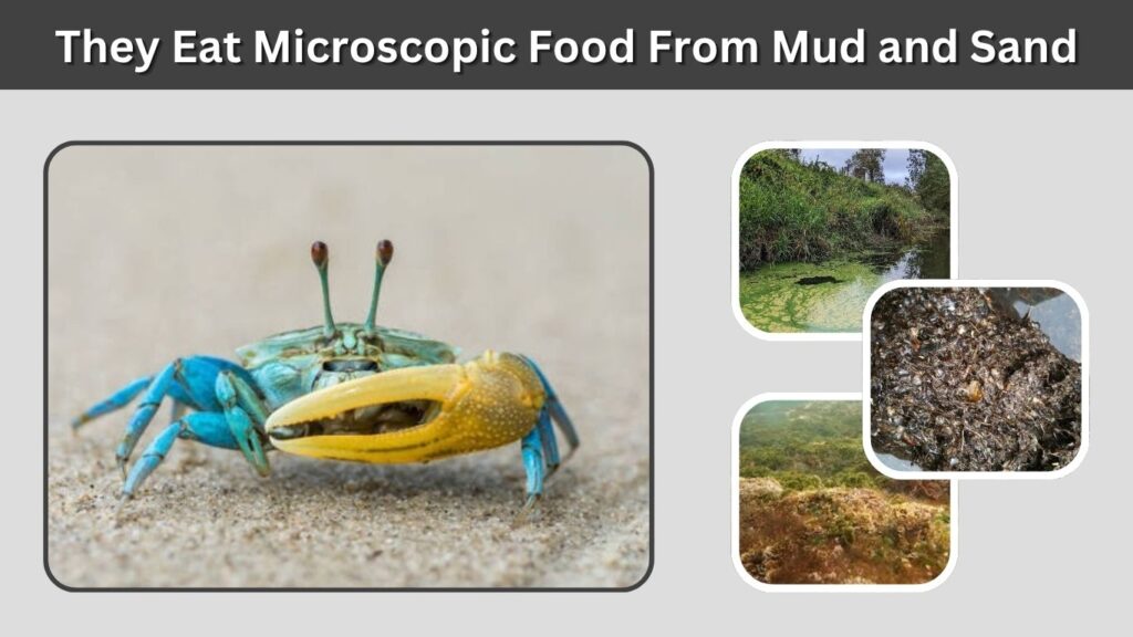  They Eat Microscopic Food From Mud and Sand