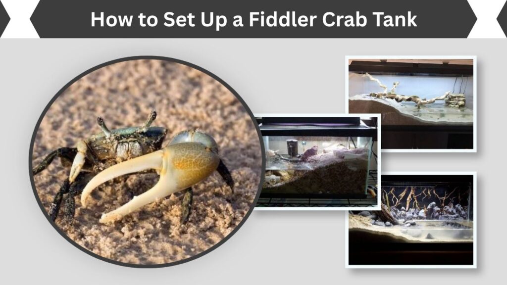 How to Set Up a Fiddler Crab Tank