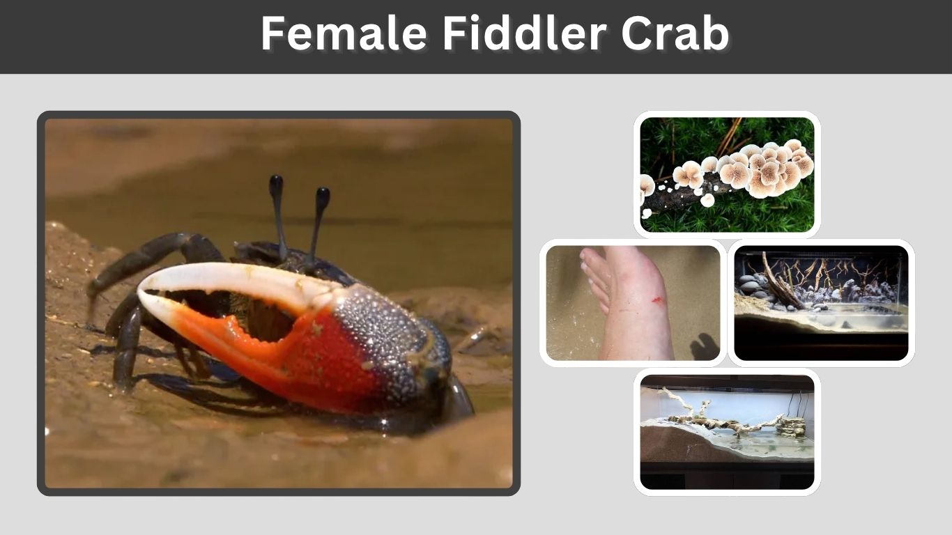 Female Fiddler Crab: Identification, Eggs, Mating, and Care