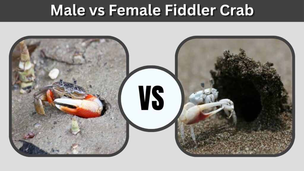 Male vs Female Fiddler Crab