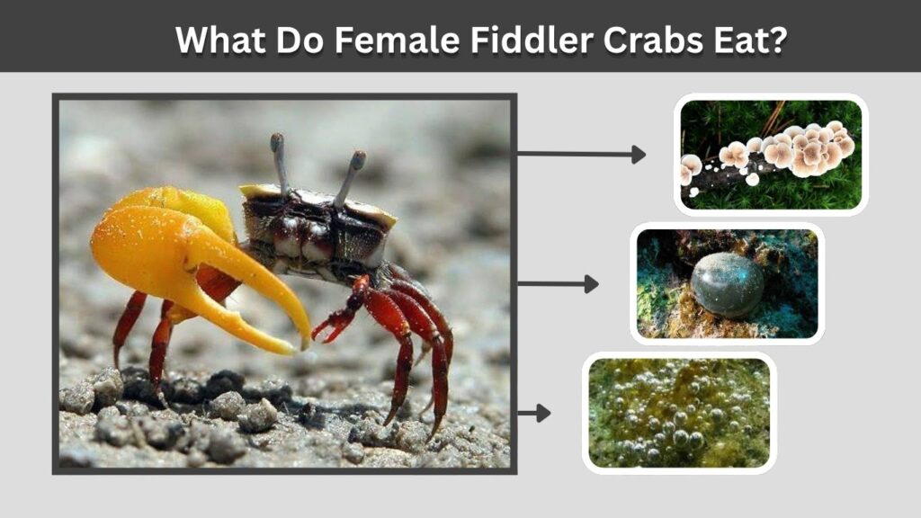 What Do Female Fiddler Crabs Eat?