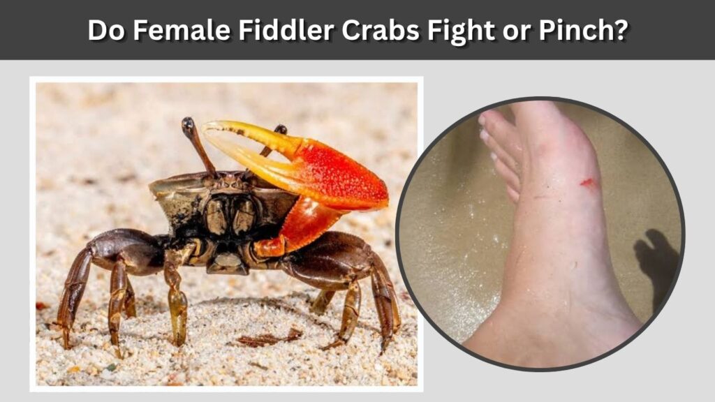 Do Female Fiddler Crabs Fight or Pinch?