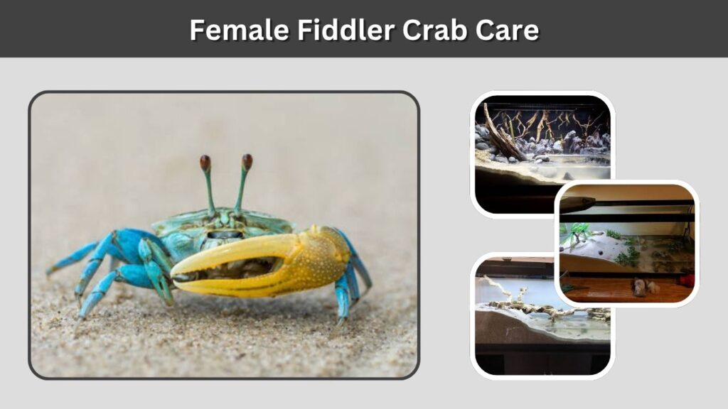 Female Fiddler Crab Care
