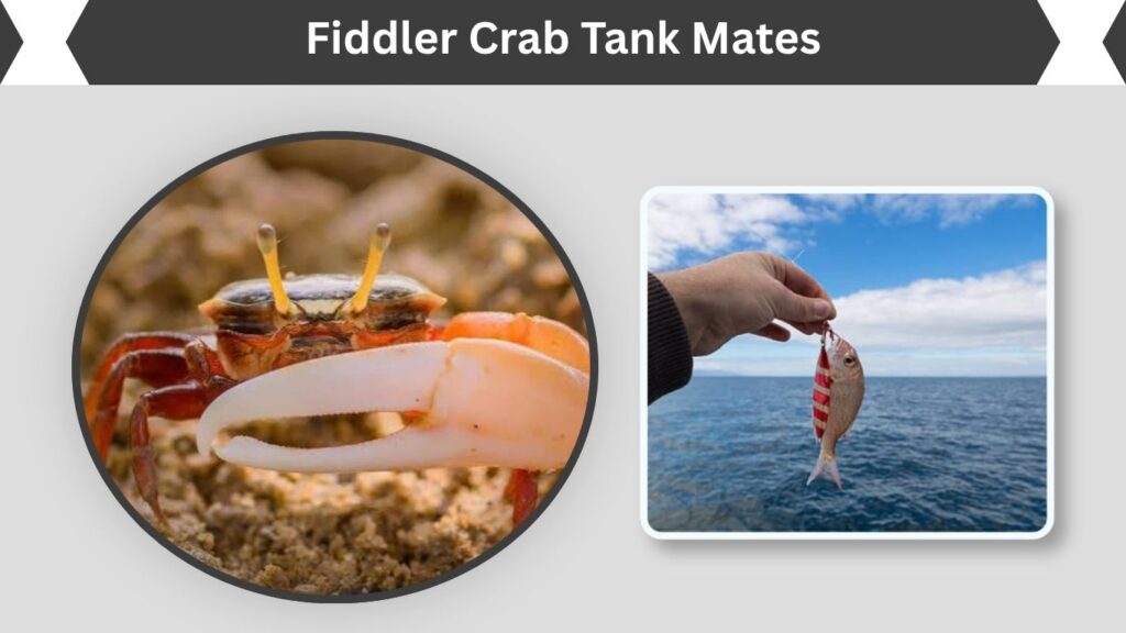Fiddler Crab Tank Mates