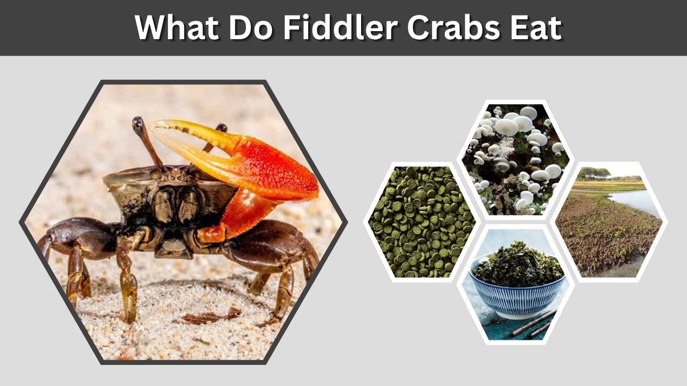 What Do Fiddler Crabs Eat? 10 Common Foods