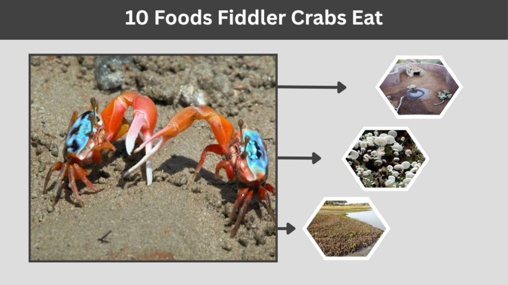 10 Foods Fiddler Crabs Eat