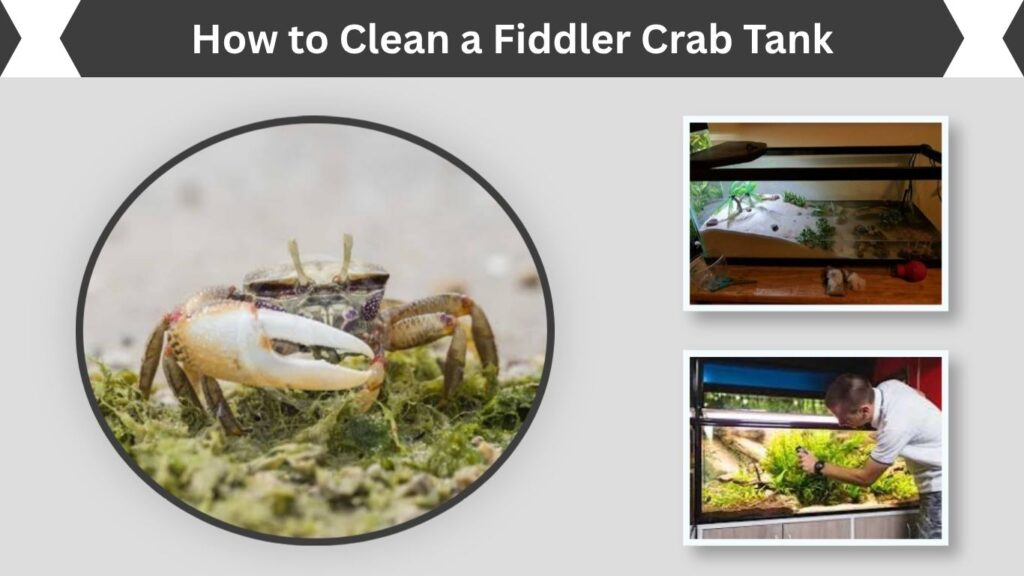 How to Clean a Fiddler Crab Tank