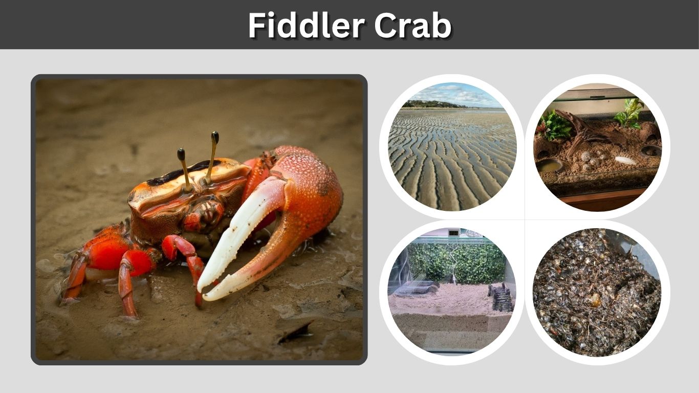 Fiddler Crab: Habitat, Diet, Size, Care, and Facts