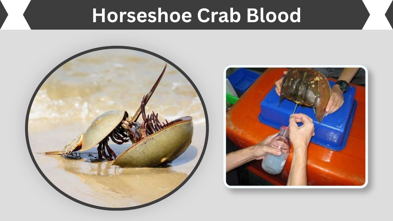 Horseshoe Crab Blood: Uses, Color, Harvesting, and Value