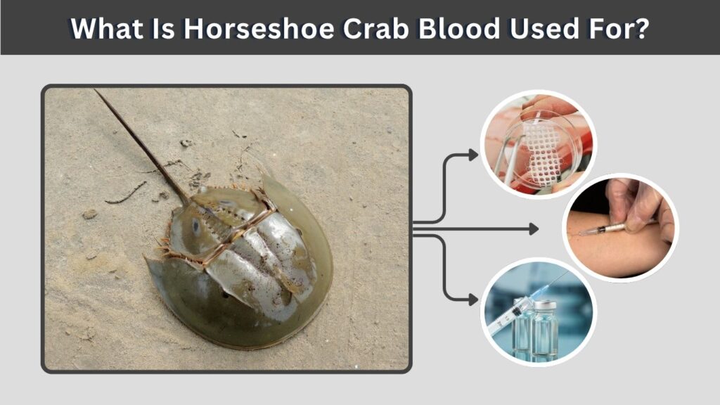 What Is Horseshoe Crab Blood Used For?