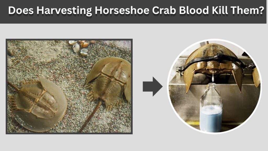 Does Harvesting Horseshoe Crab Blood Kill Them?