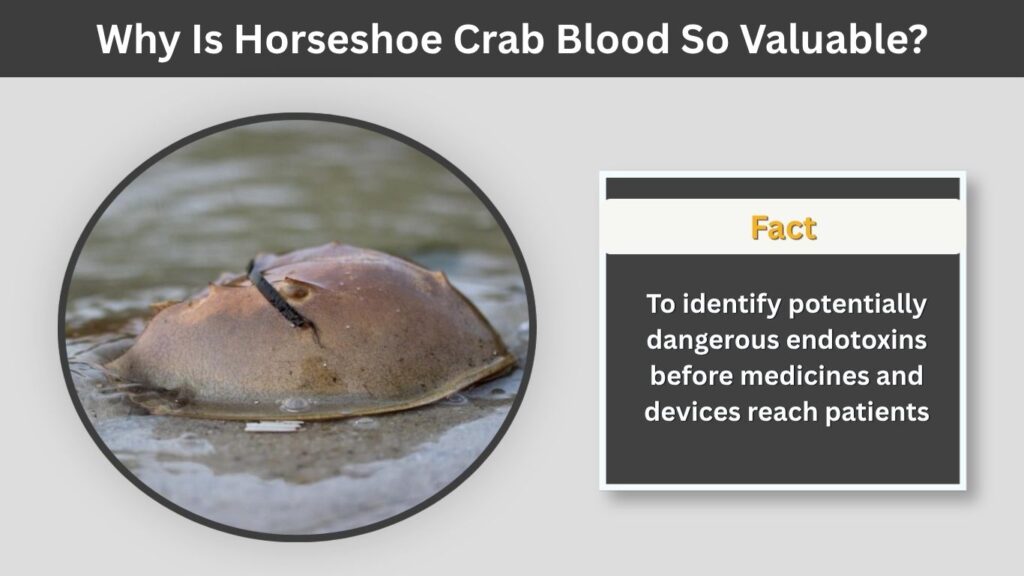 Why Is Horseshoe Crab Blood So Valuable?