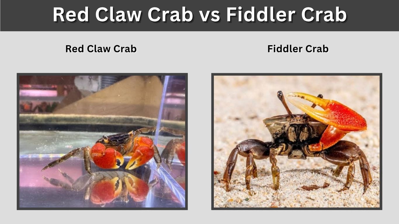 Red Claw Crab vs Fiddler Crab: Care, Lifespan, and Tank Setup