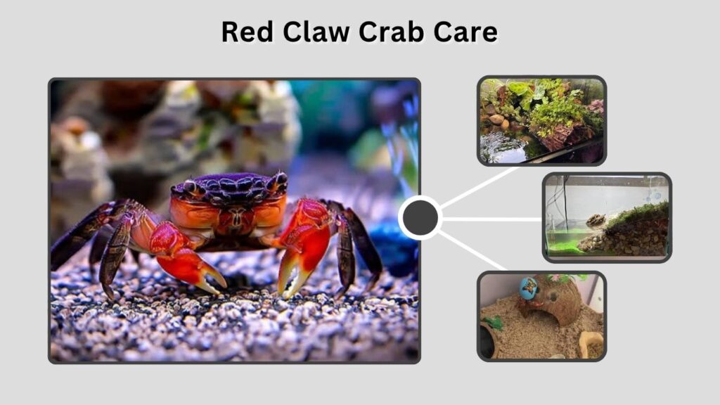 Red Claw Crab Care