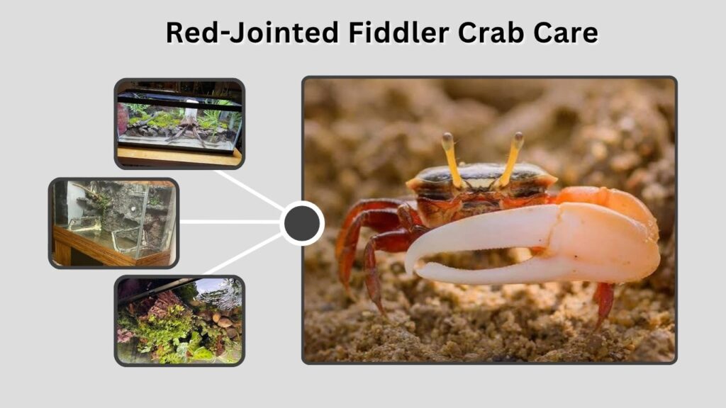 Red-Jointed Fiddler Crab Care