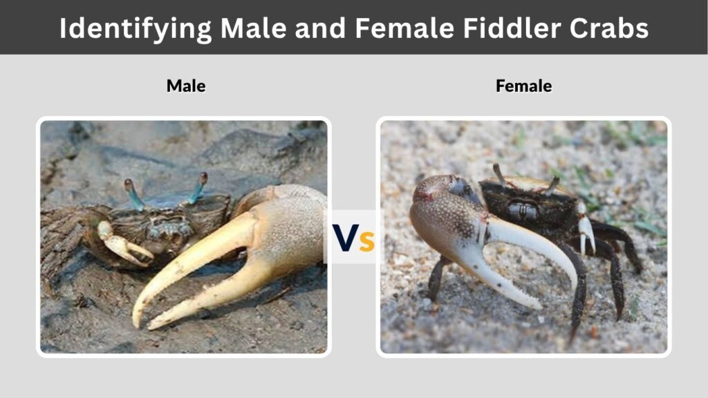 Identifying Male and Female Fiddler Crabs