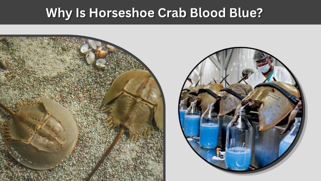 Why Is Horseshoe Crab Blood Blue?