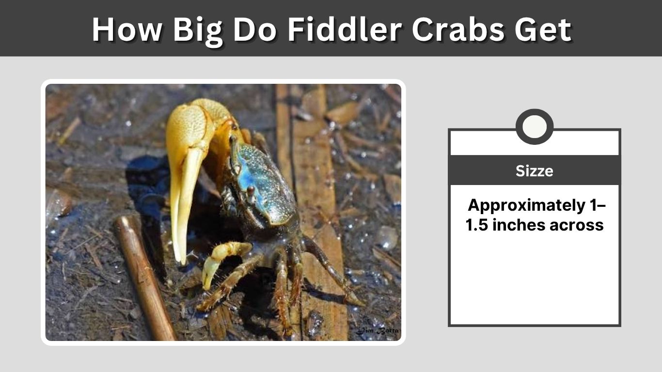 How Big Do Fiddler Crabs Get? Size and Claw Guide