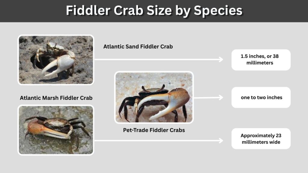 Fiddler Crab Size by Species