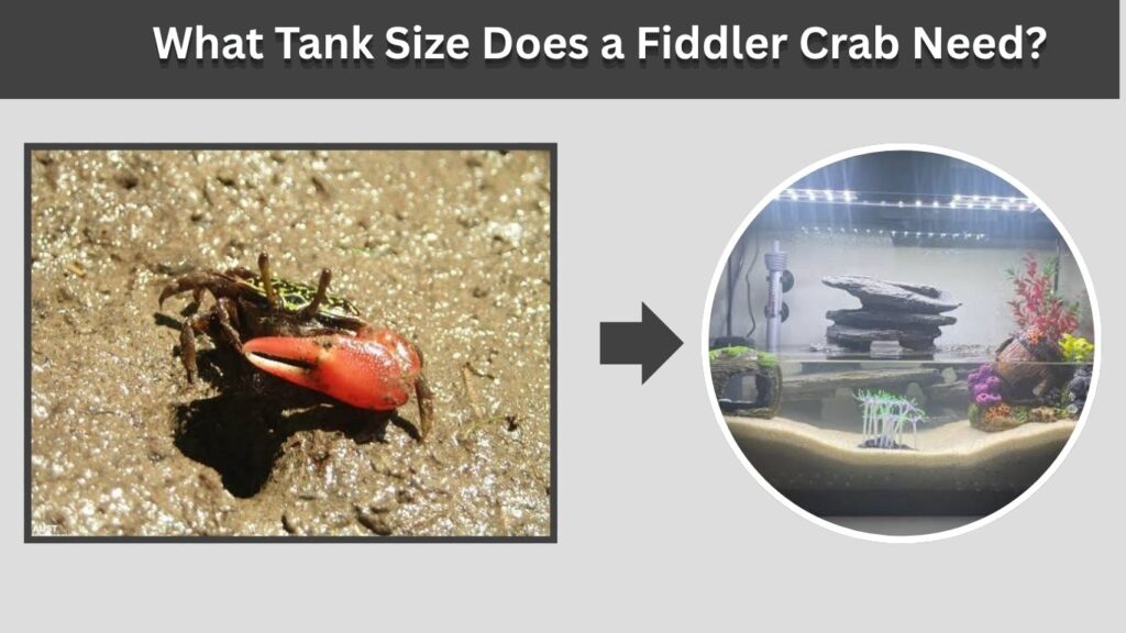 What Tank Size Does a Fiddler Crab Need?