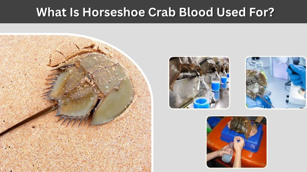 What Is Horseshoe Crab Blood Used For?