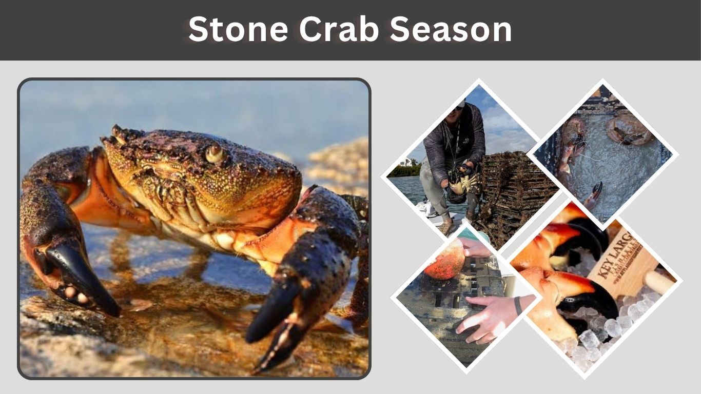 Stone Crab Season: Florida Dates, Rules, and Harvest Guide